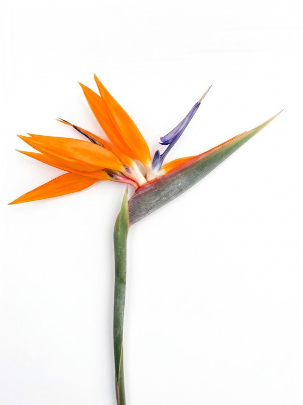 Bird of Paradise cut flower